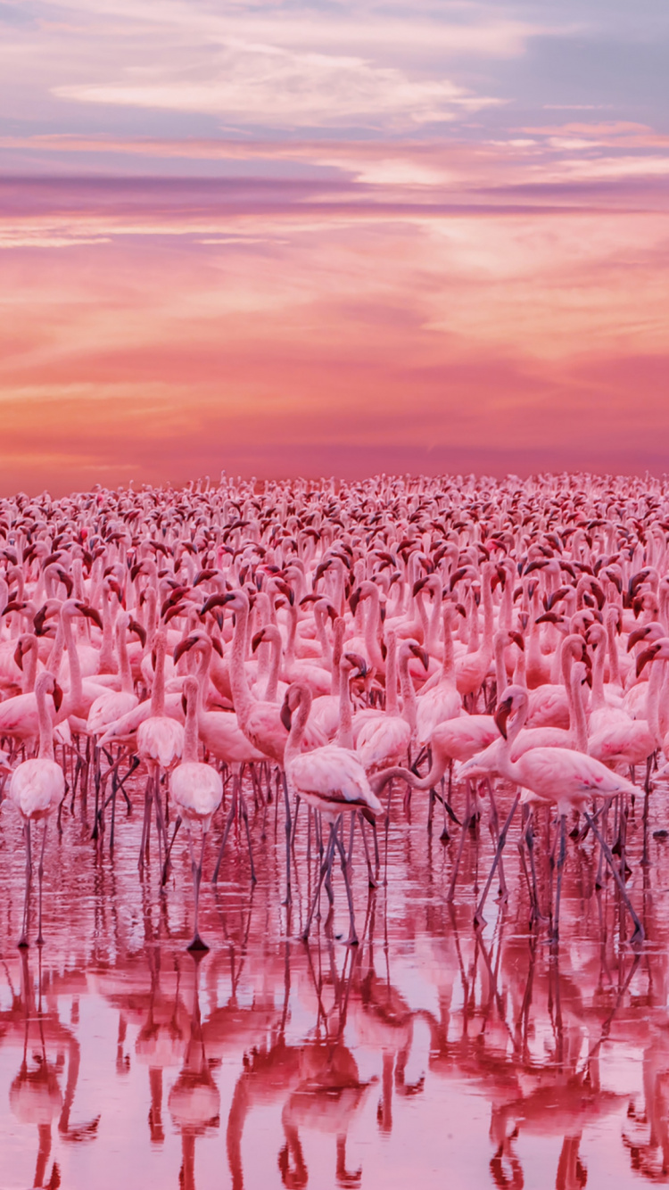 Обои Кения Фламинго Озеро, озеро богория, озеро накуру, фламинго, Накуру в разрешении 750x1334