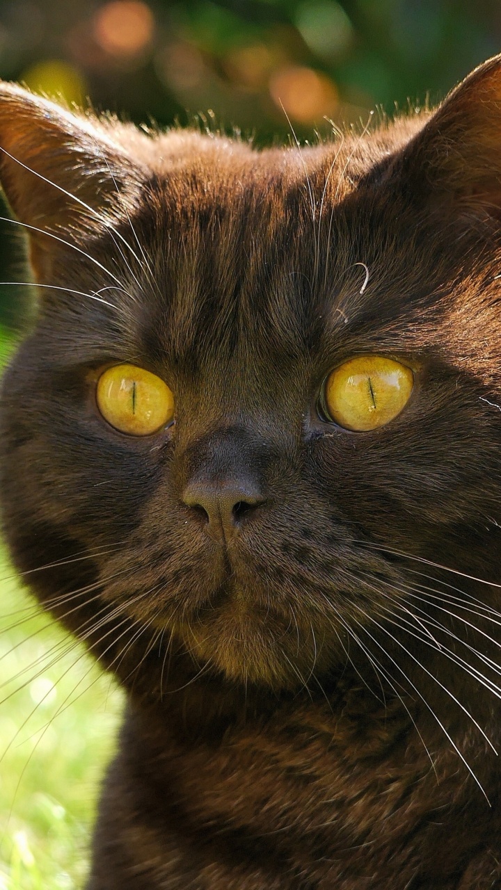 Обои котяра лицо, кот, бакенбарды, морда, Дикая кошка в разрешении 720x1280