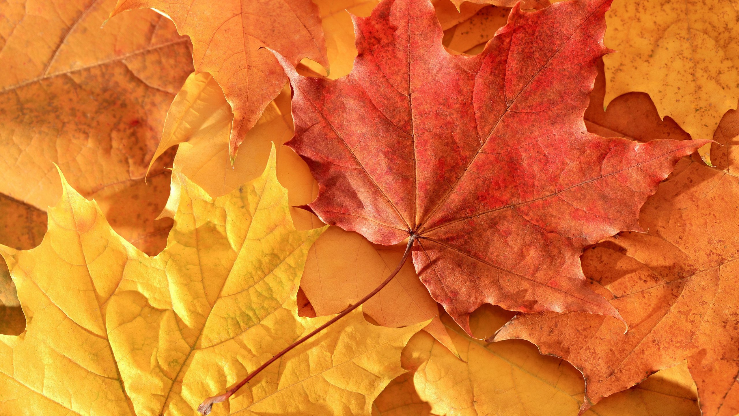 Обои сухая листва, лист, кленовый лист, дерево, листопадные в разрешении 2560x1440