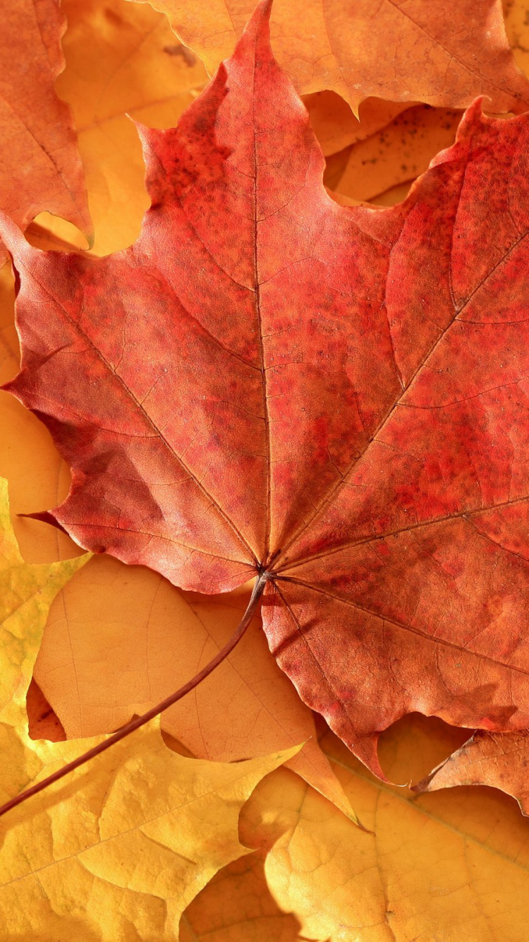 Обои сухая листва, лист, кленовый лист, дерево, листопадные в разрешении 750x1334