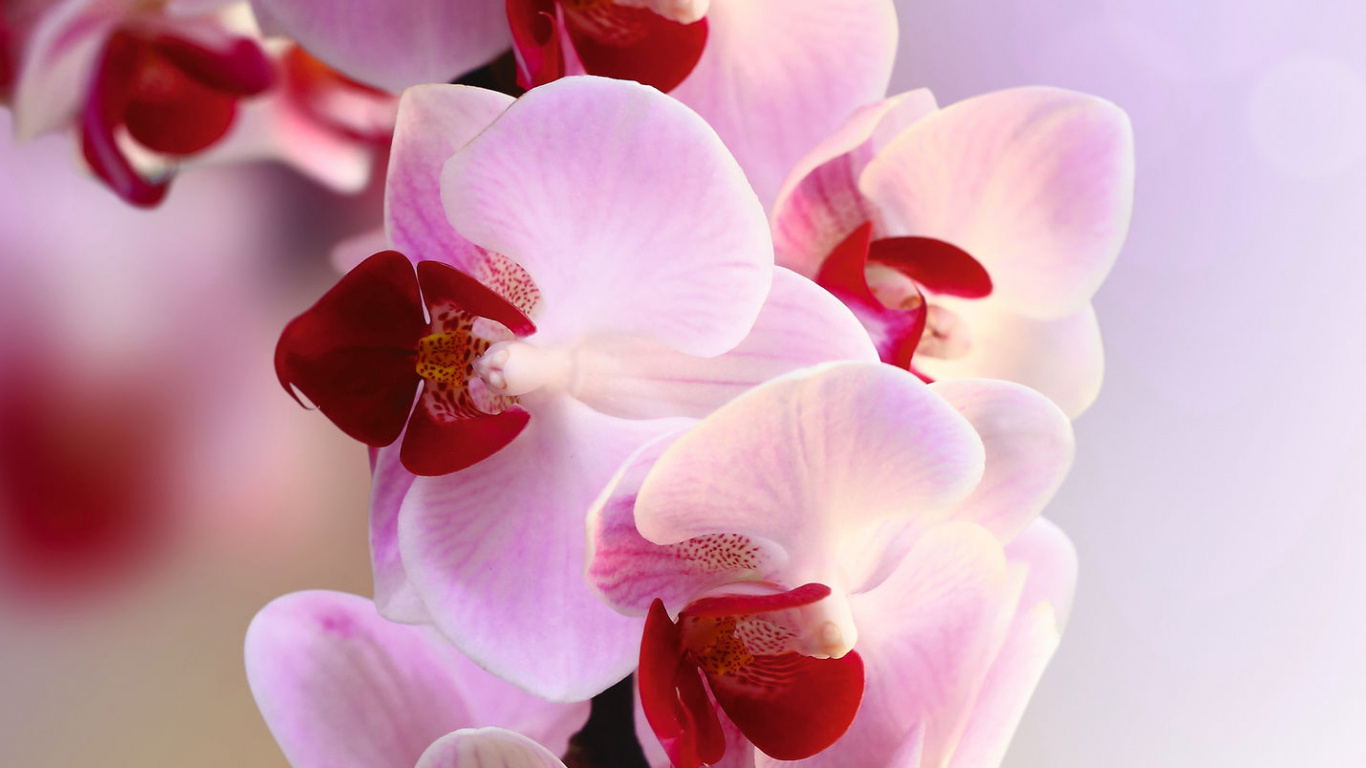 Обои орхидея, цветок, цветковое растение, мотылек орхидея, розовый в разрешении 1366x768