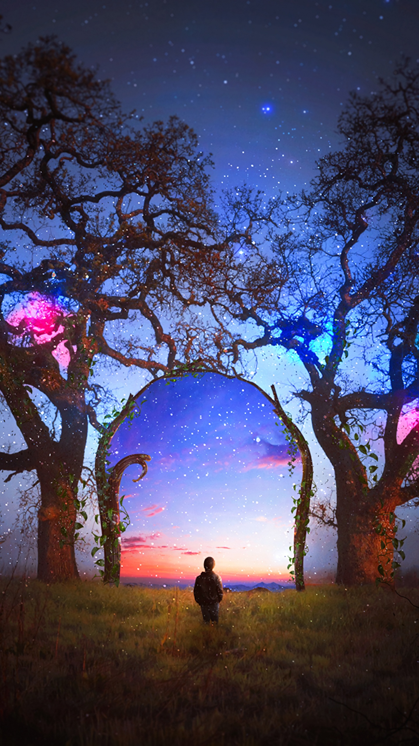 Обои древесные растения, небо, ночь, природный ландшафт, атмосфера в разрешении 1440x2560