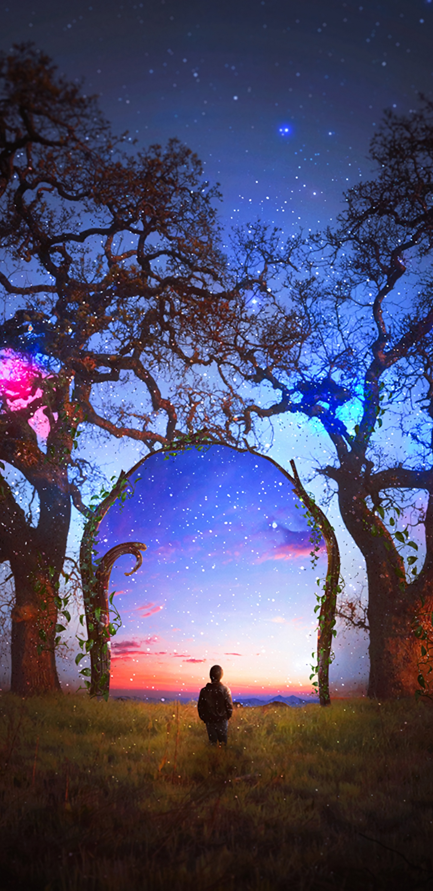 Обои древесные растения, небо, ночь, природный ландшафт, атмосфера в разрешении 1440x2960