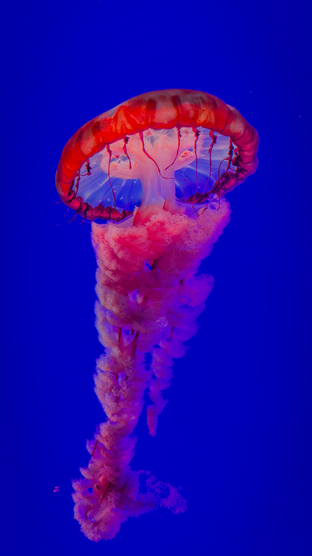 Обои самая красивая медуза, Медуза, вода, морские беспозвоночные, синий в разрешении 1080x1920
