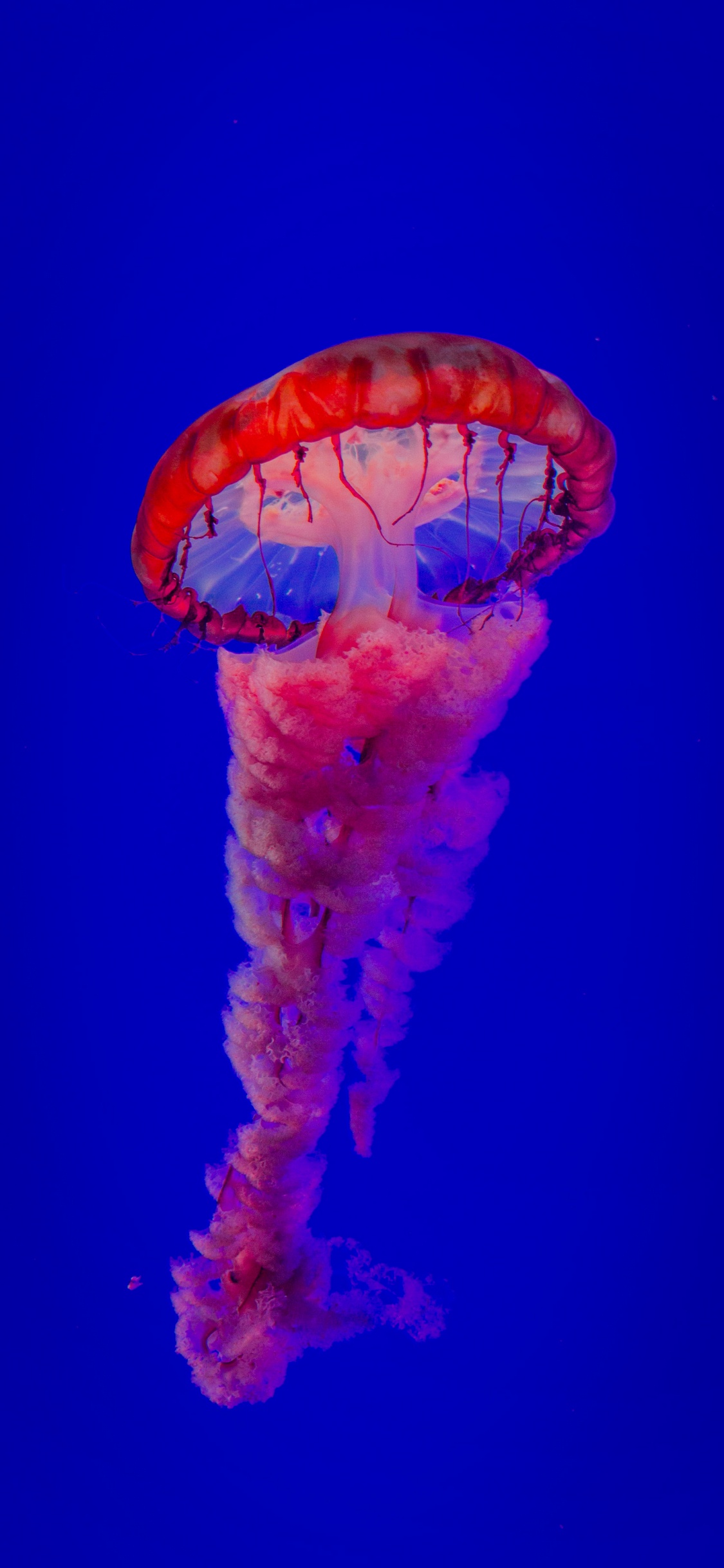 Обои самая красивая медуза, Медуза, вода, морские беспозвоночные, синий в разрешении 1125x2436