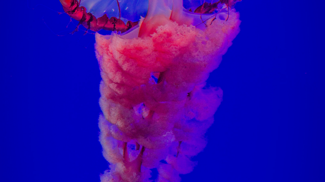 Обои самая красивая медуза, Медуза, вода, морские беспозвоночные, синий в разрешении 1366x768