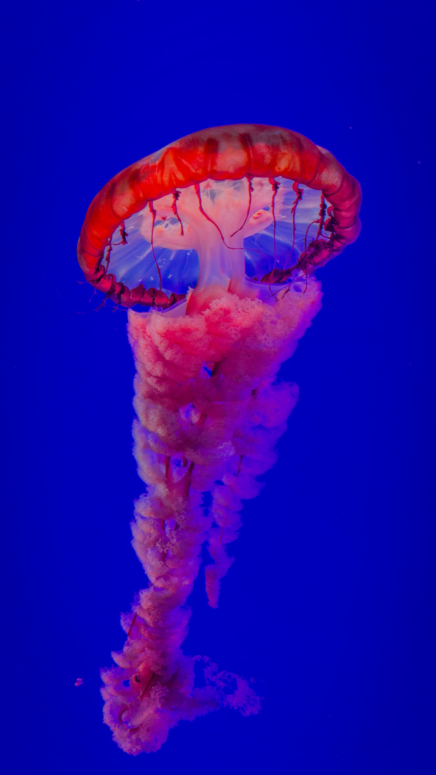 Обои самая красивая медуза, Медуза, вода, морские беспозвоночные, синий в разрешении 1440x2560