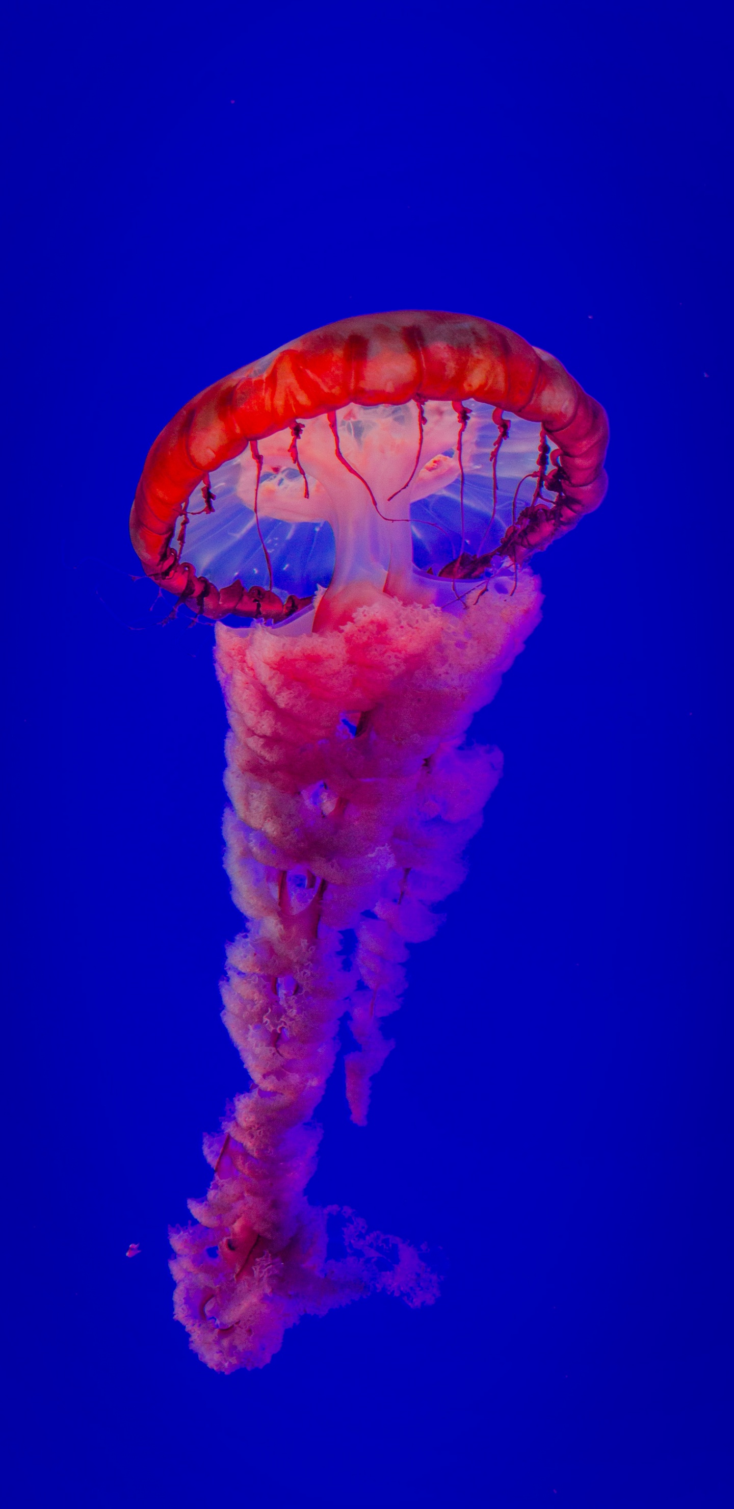 Обои самая красивая медуза, Медуза, вода, морские беспозвоночные, синий в разрешении 1440x2960