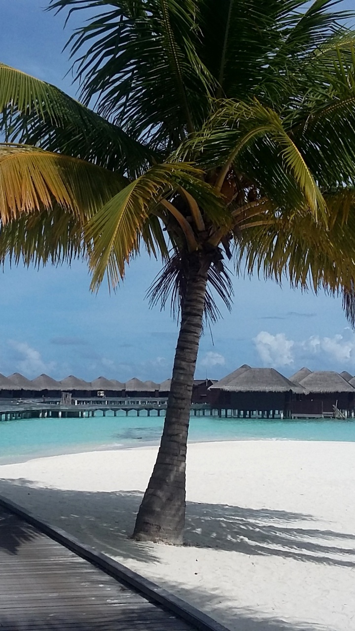 Обои тропическая зона, индийский океан, море, пальмовые рощи, океан в разрешении 720x1280