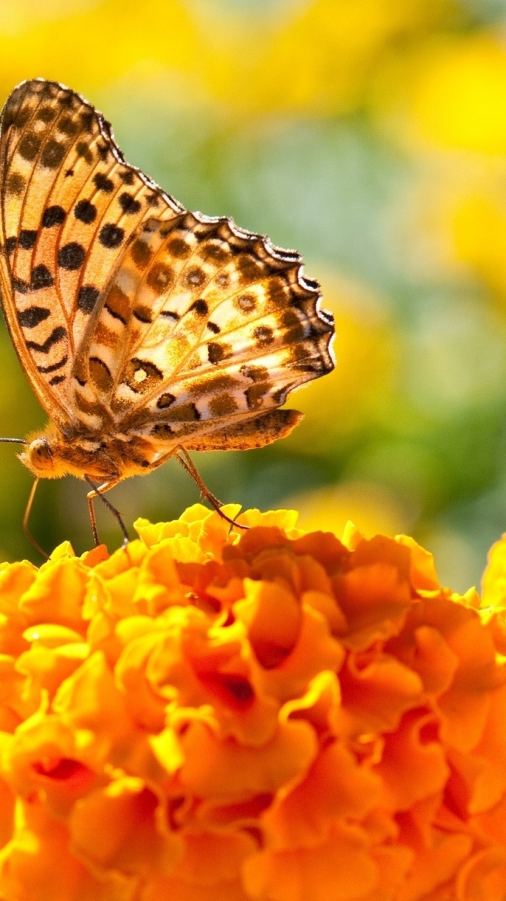 Обои бабочка, насекомое, мотыльки и бабочки, опылитель, насекомых в разрешении 720x1280