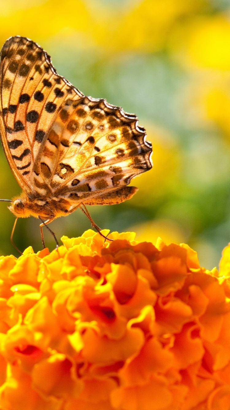 Обои бабочка, насекомое, мотыльки и бабочки, опылитель, насекомых в разрешении 750x1334