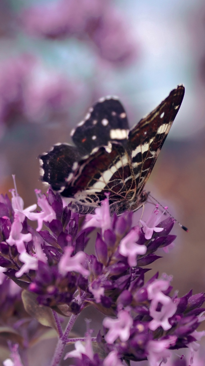 Обои насекомое, лаванда, бабочка, цветок, пурпур в разрешении 720x1280