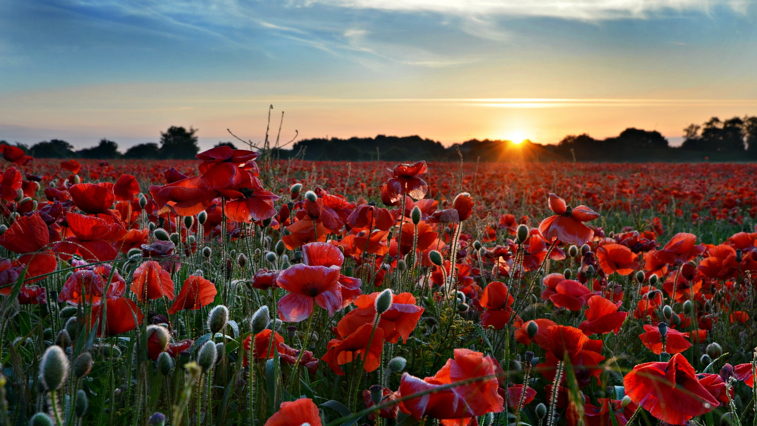 Обои цветковое растение, закат, цветок, природа, поле в разрешении 2560x1440
