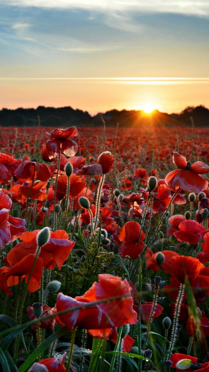 Обои цветковое растение, закат, цветок, природа, поле в разрешении 720x1280