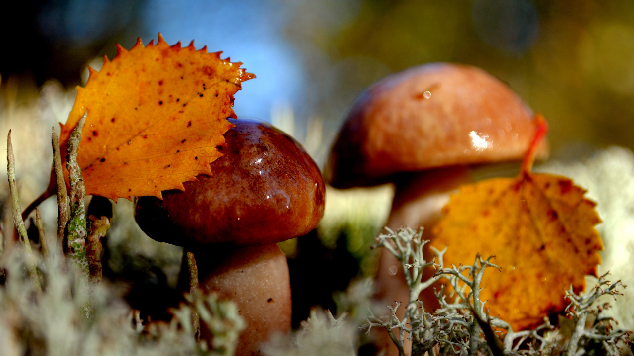 Обои осень, копеечные плюшки, гриб, Агарикомицеты, съедобный гриб в разрешении 1280x720
