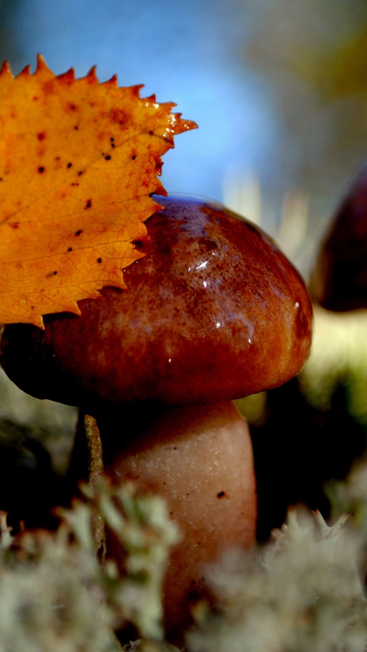 Обои осень, копеечные плюшки, гриб, Агарикомицеты, съедобный гриб в разрешении 720x1280