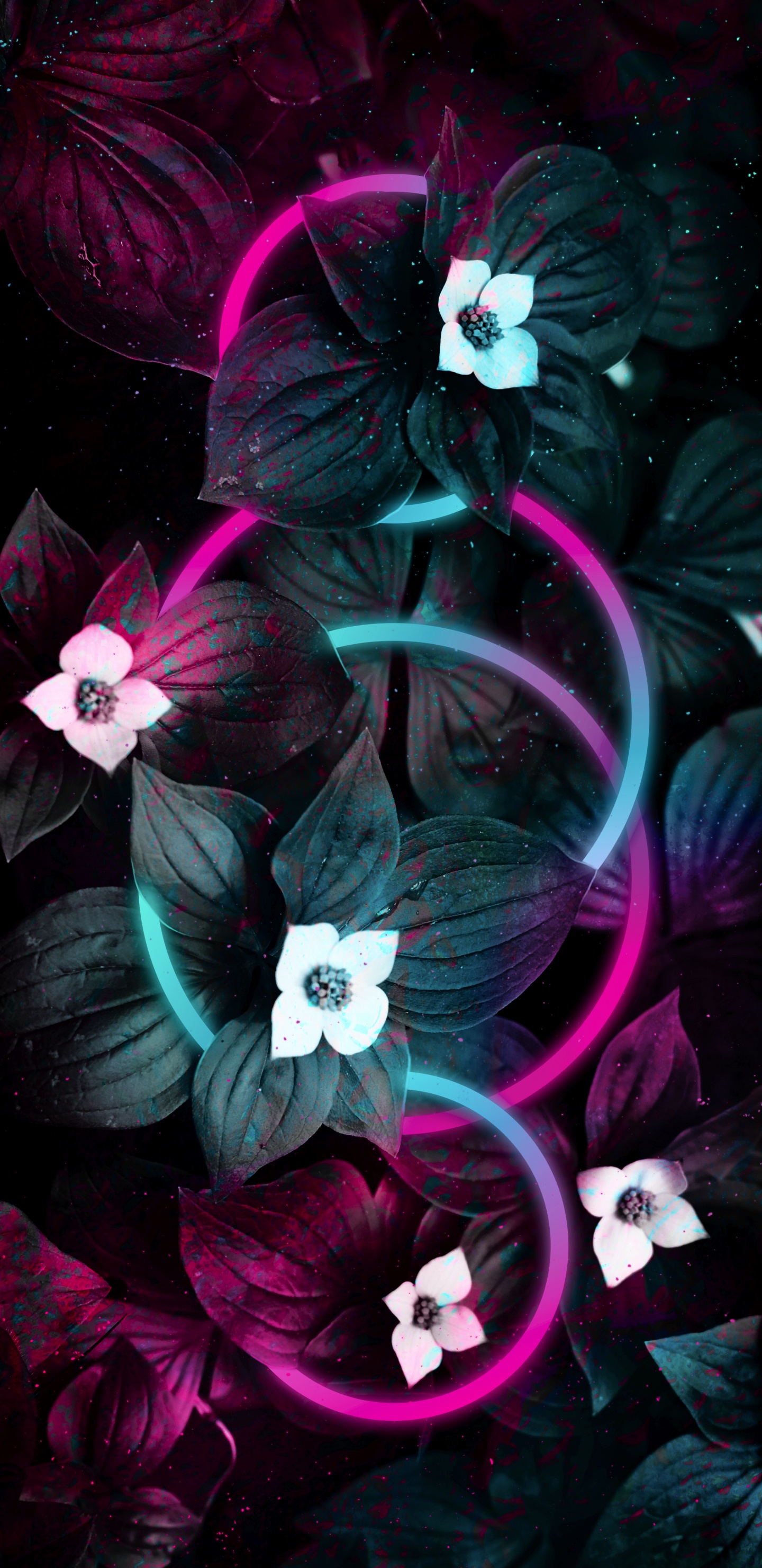 Обои цветок, яблоко, пурпур, лепесток, Фиолетовый в разрешении 1440x2960