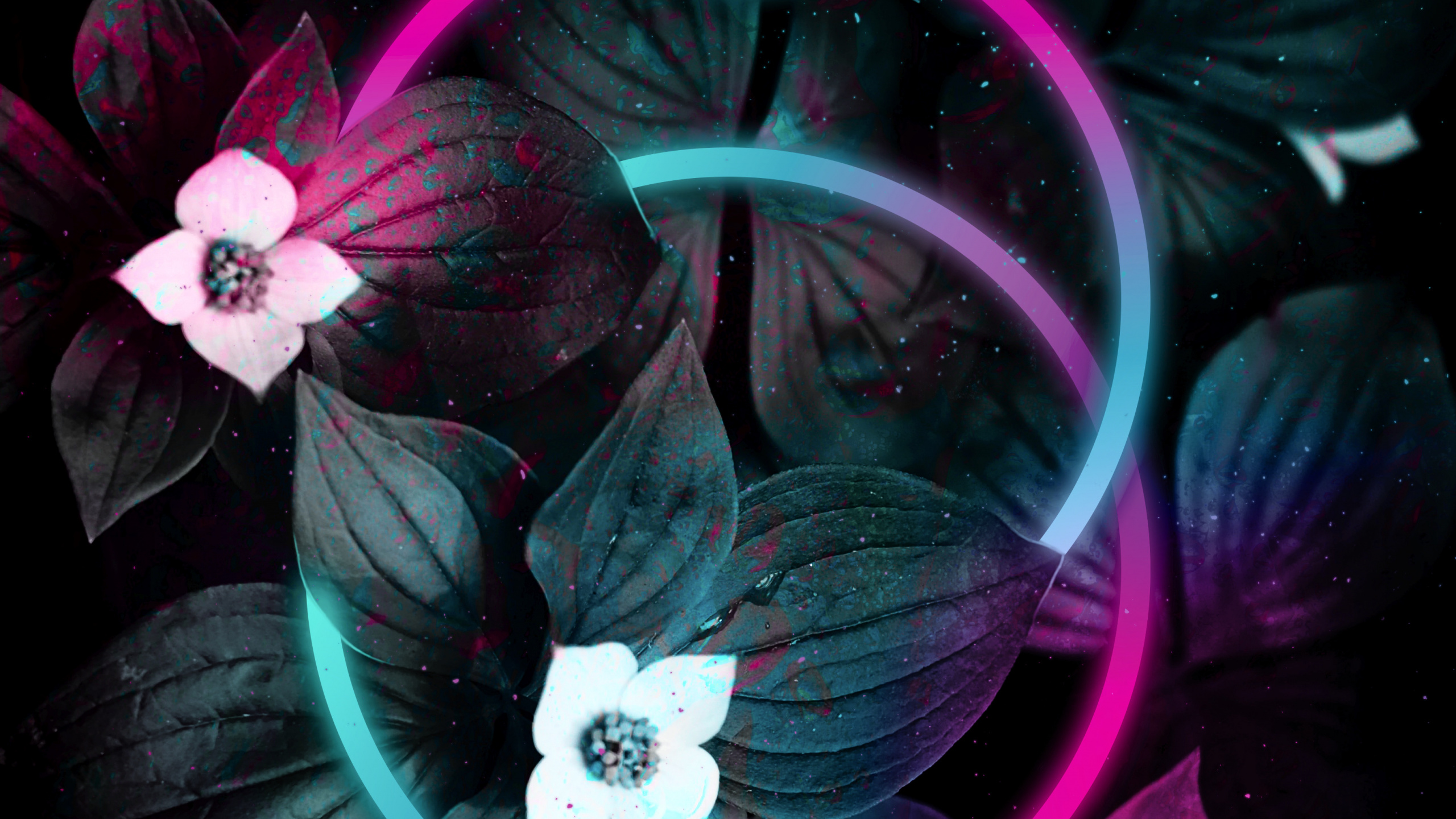 Обои цветок, яблоко, пурпур, лепесток, Фиолетовый в разрешении 2560x1440