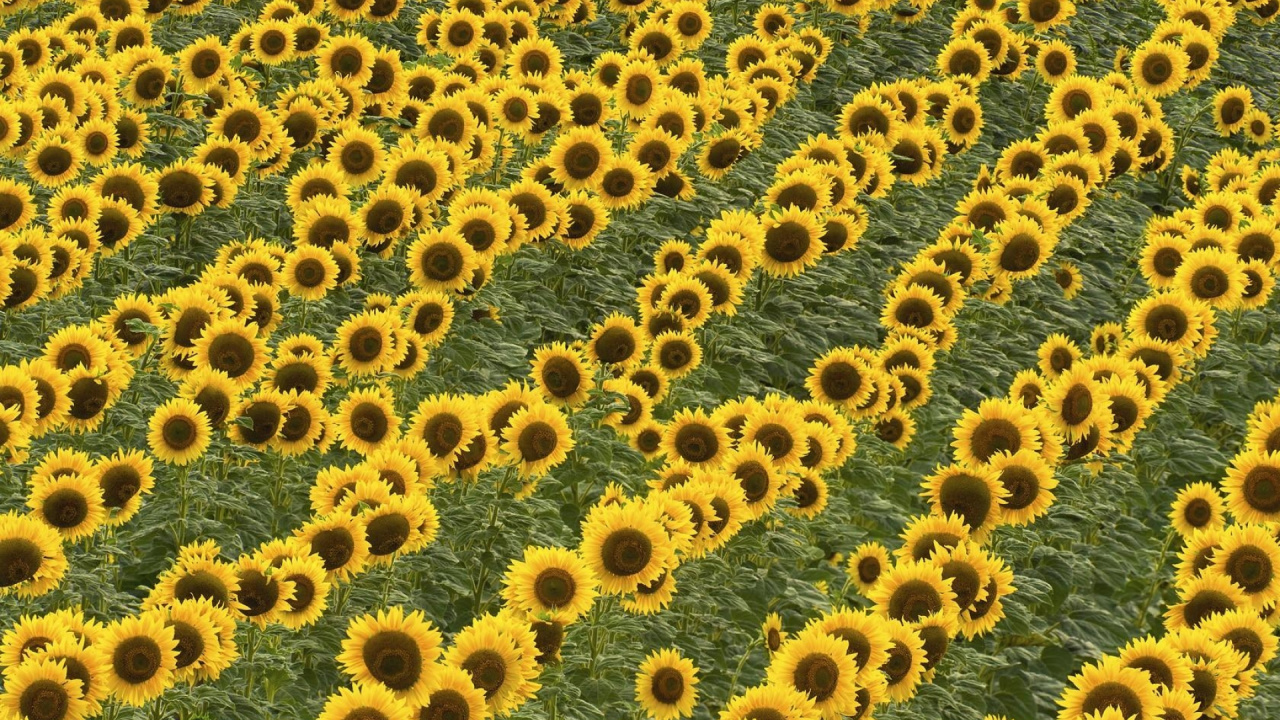 Обои общие подсолнуха, желтый, узор, цветковое растение, семя подсолнечника в разрешении 1280x720