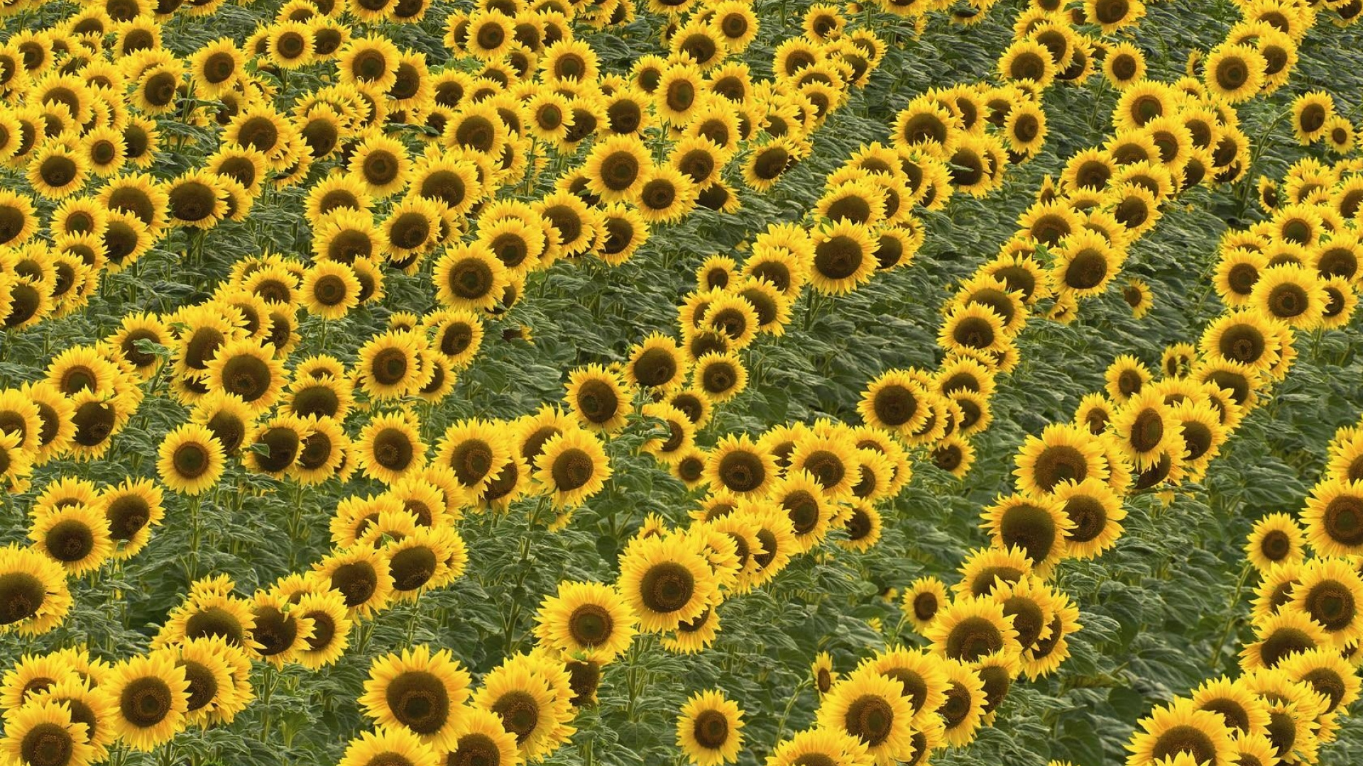 Обои общие подсолнуха, желтый, узор, цветковое растение, семя подсолнечника в разрешении 1920x1080