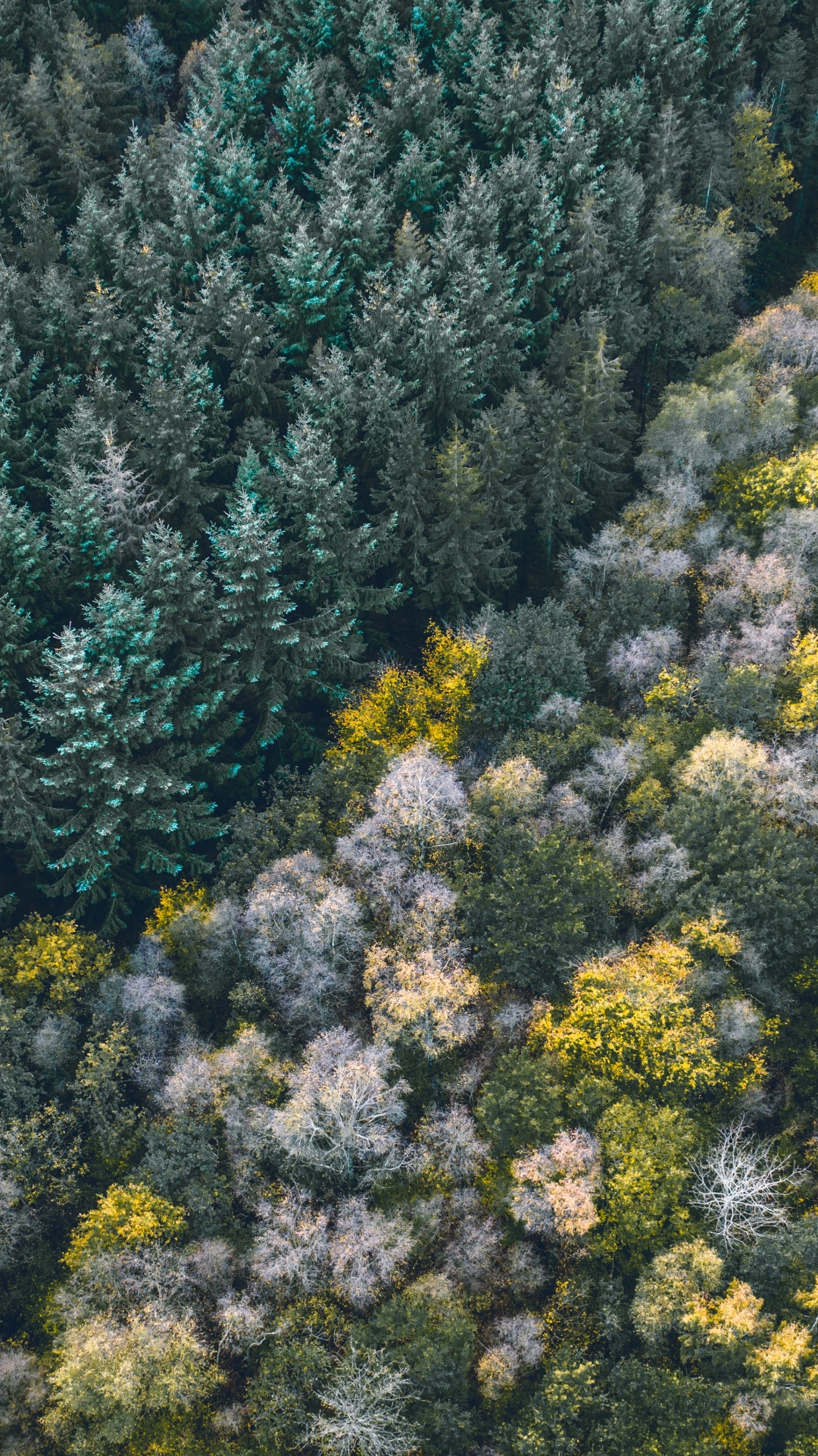 Обои растительность, цветок, растение, растительное сообщество, полукустарник в разрешении 1080x1920