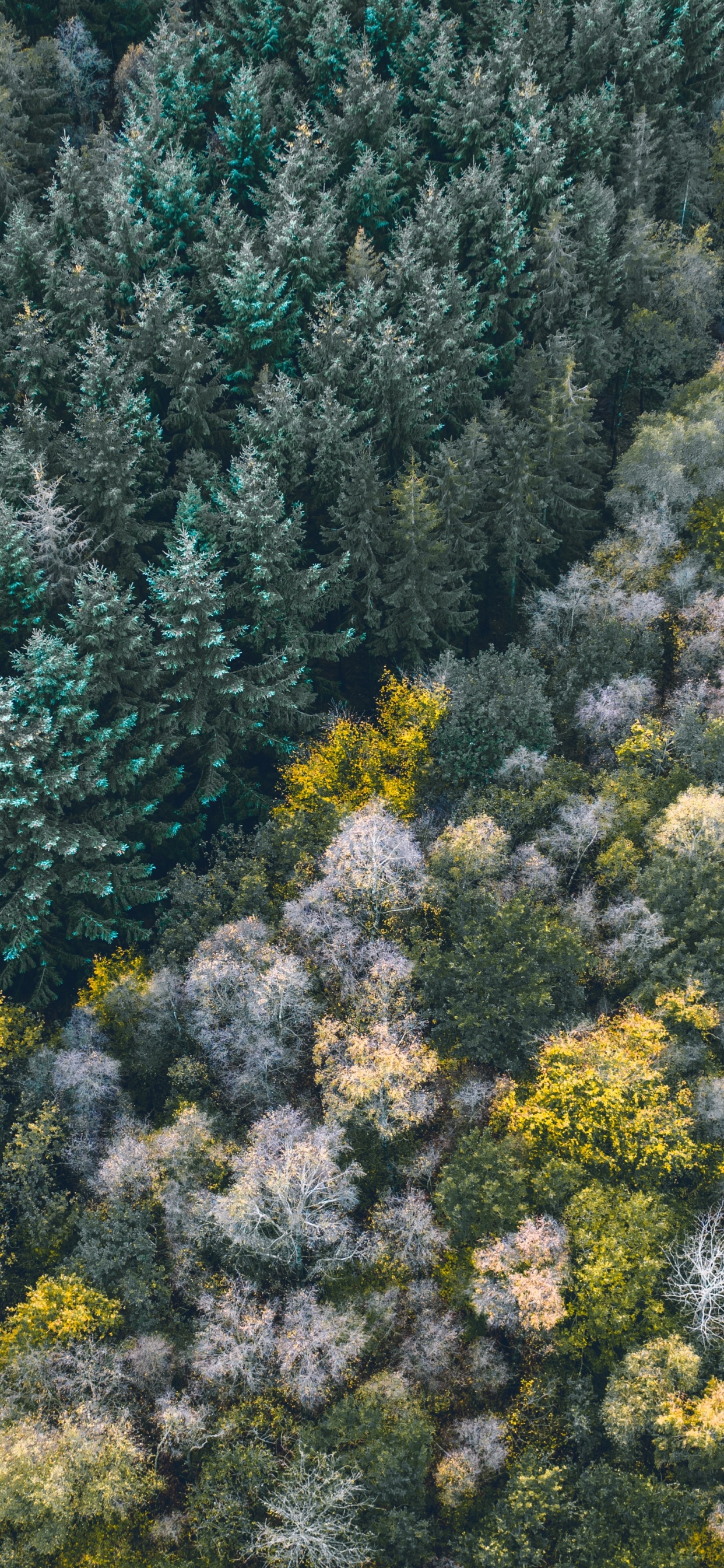 Обои растительность, цветок, растение, растительное сообщество, полукустарник в разрешении 1242x2688