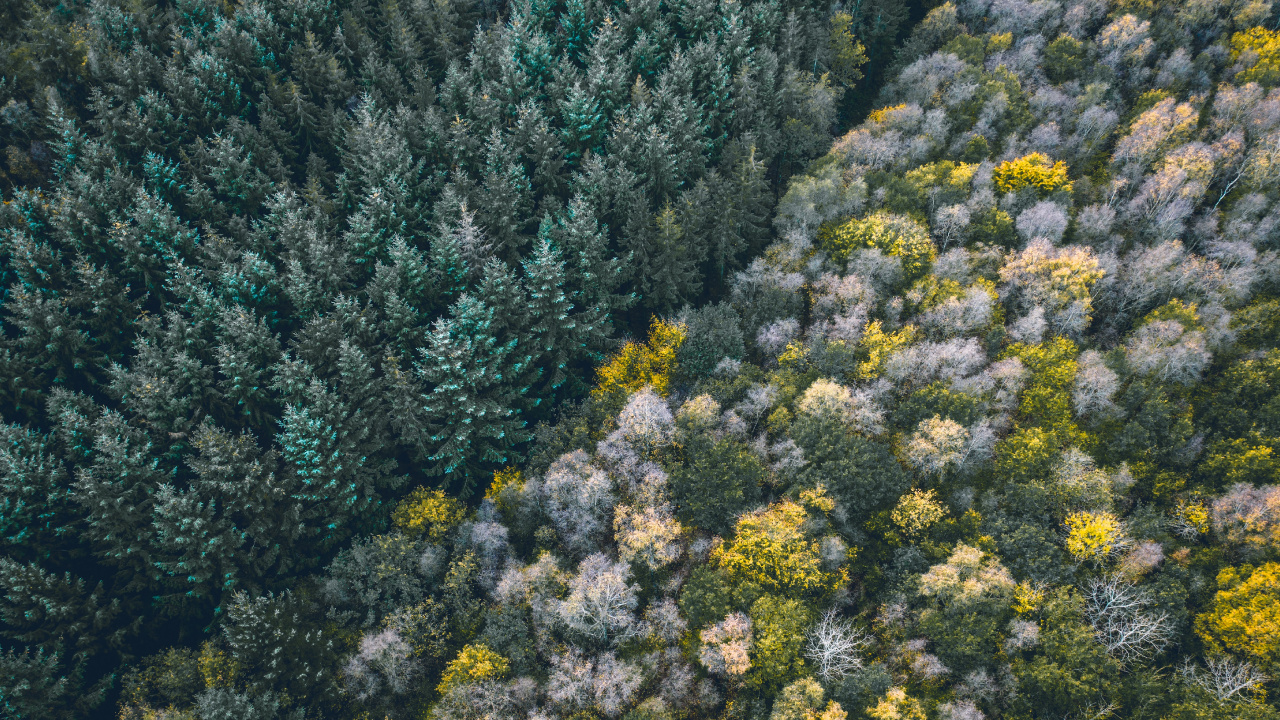 Обои растительность, цветок, растение, растительное сообщество, полукустарник в разрешении 1280x720