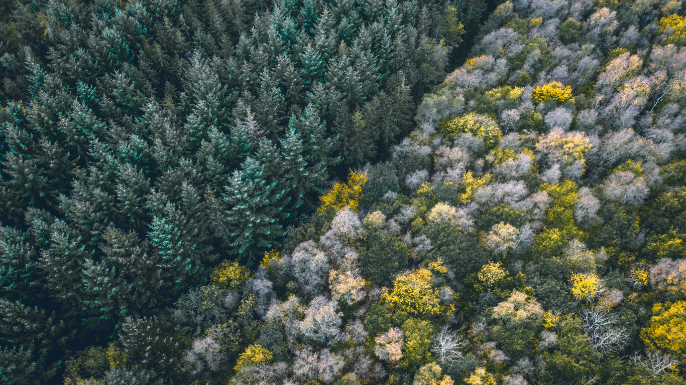 Обои растительность, цветок, растение, растительное сообщество, полукустарник в разрешении 1366x768