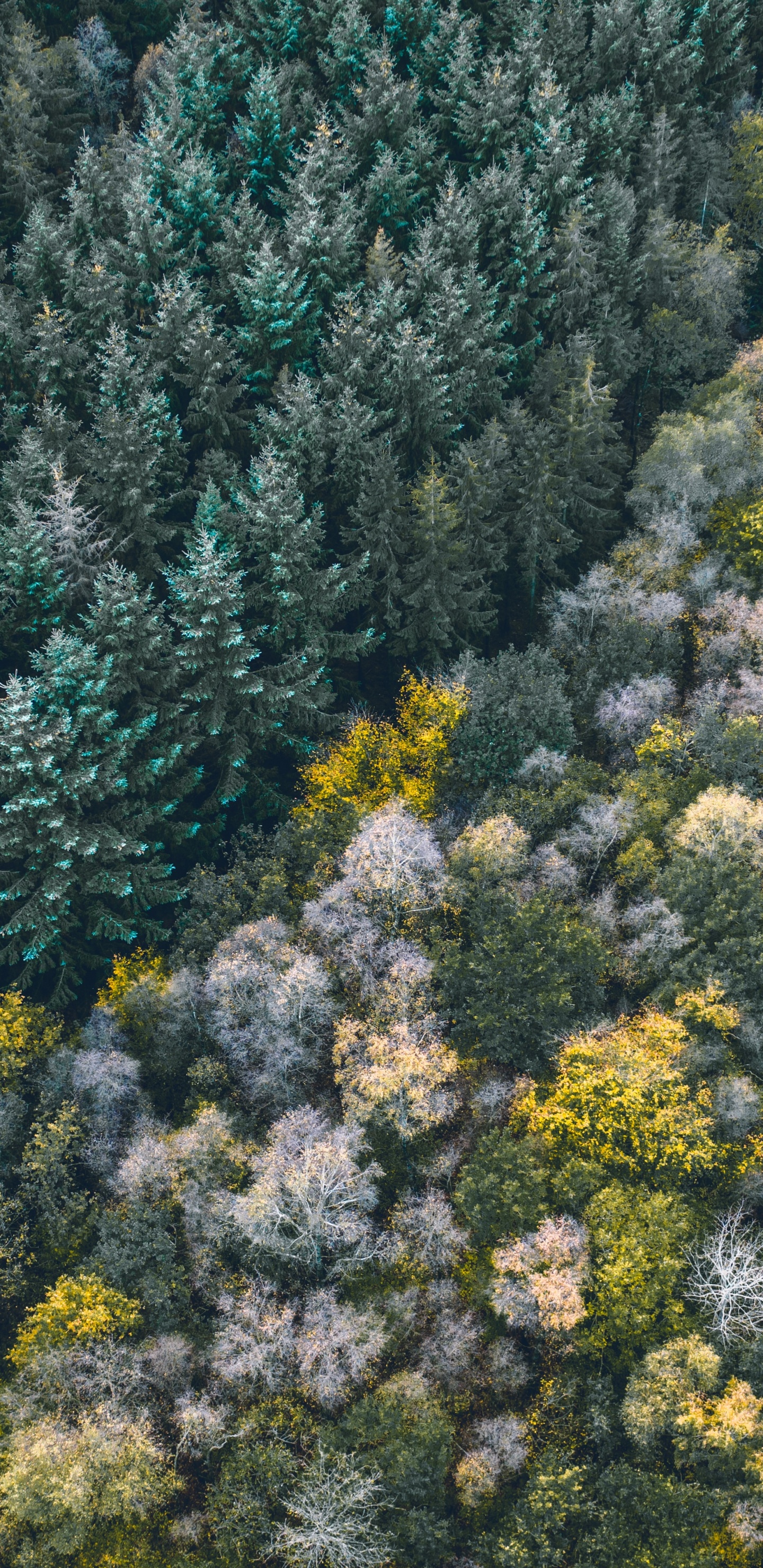 Обои растительность, цветок, растение, растительное сообщество, полукустарник в разрешении 1440x2960