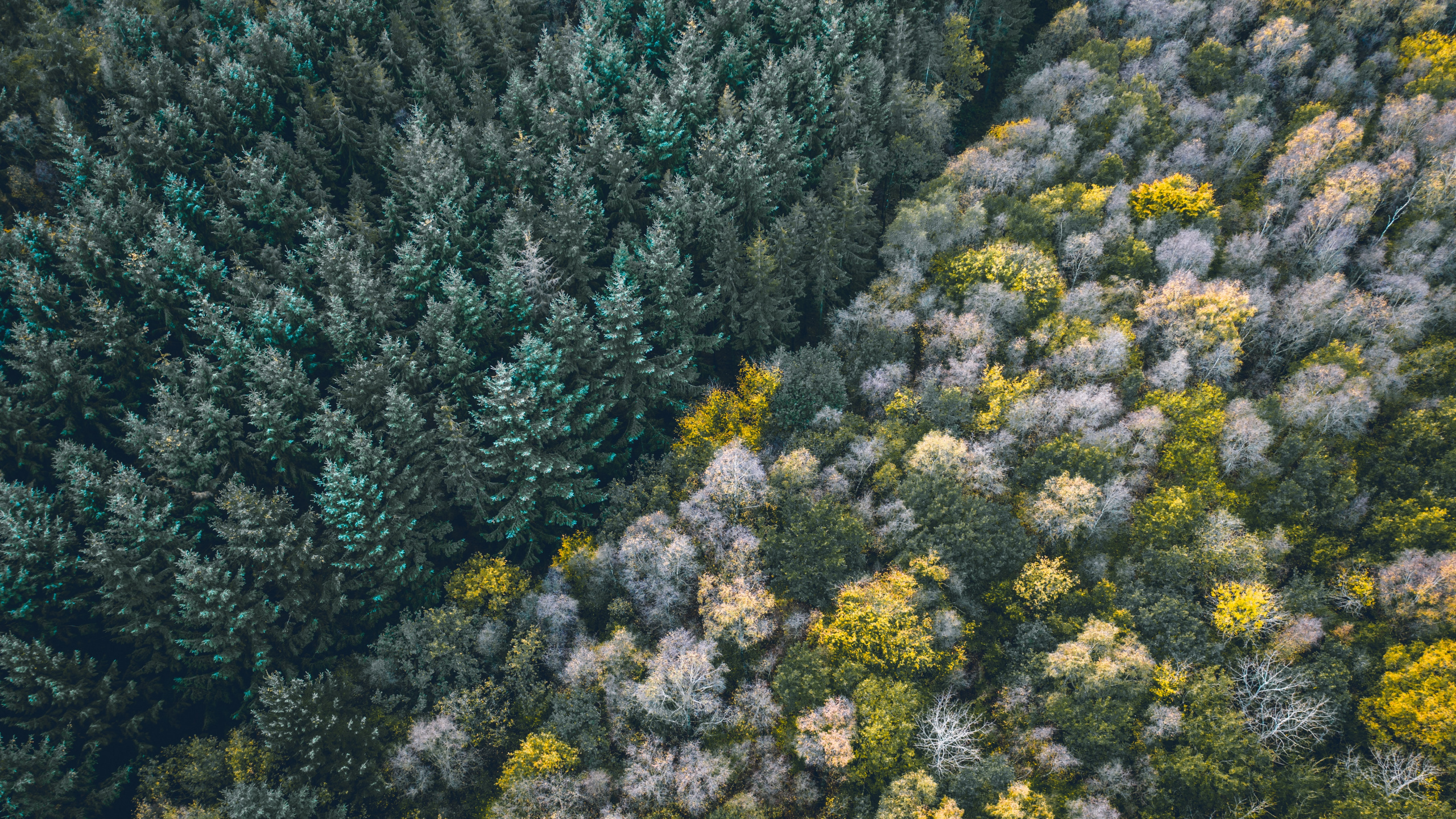 Обои растительность, цветок, растение, растительное сообщество, полукустарник в разрешении 2560x1440