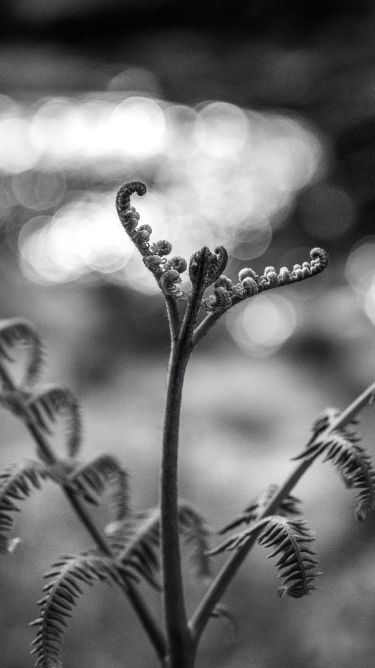 Обои стебель растения, черный и белый, папоротник, монохромный, цветок в разрешении 750x1334