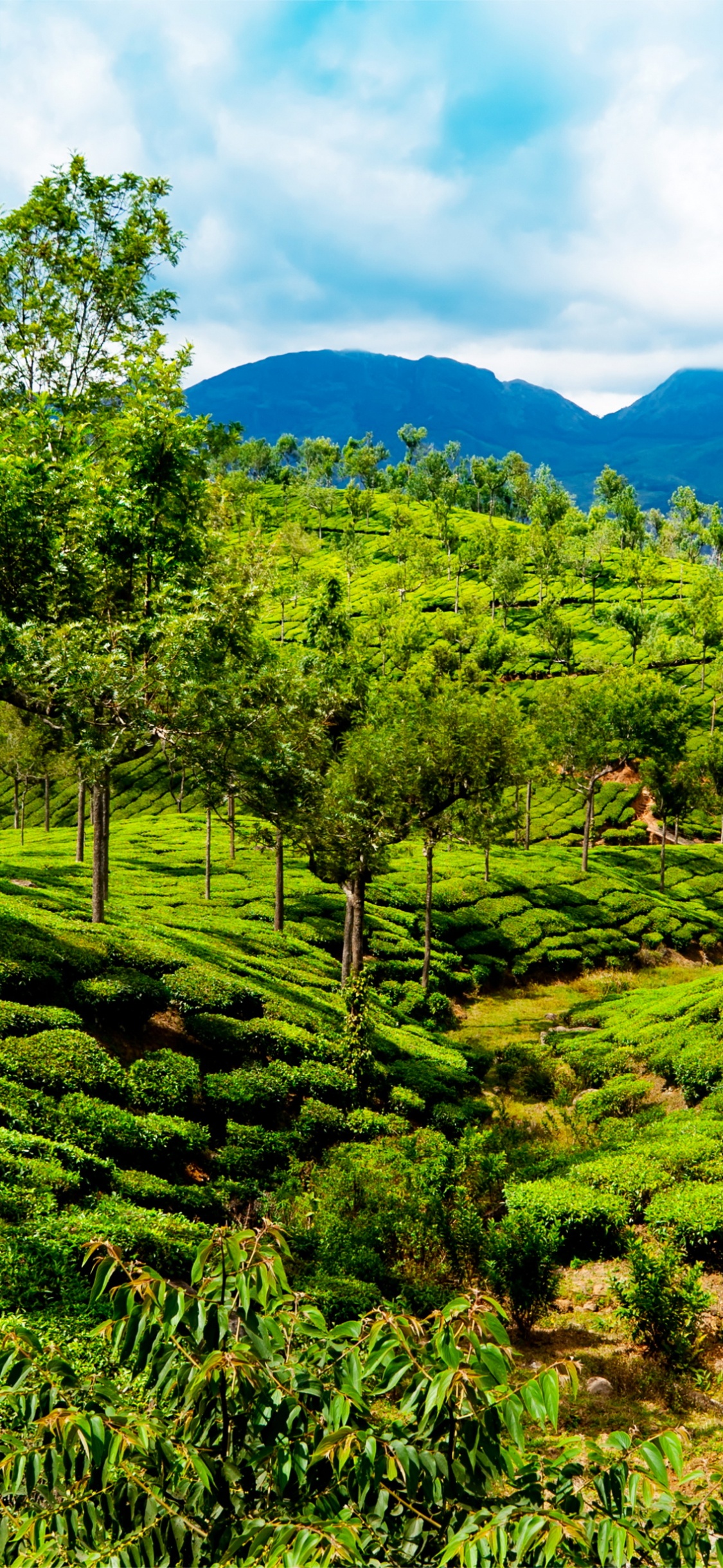 Обои теккади, муннар, достопримечательность, растительность, горная станция в разрешении 1125x2436