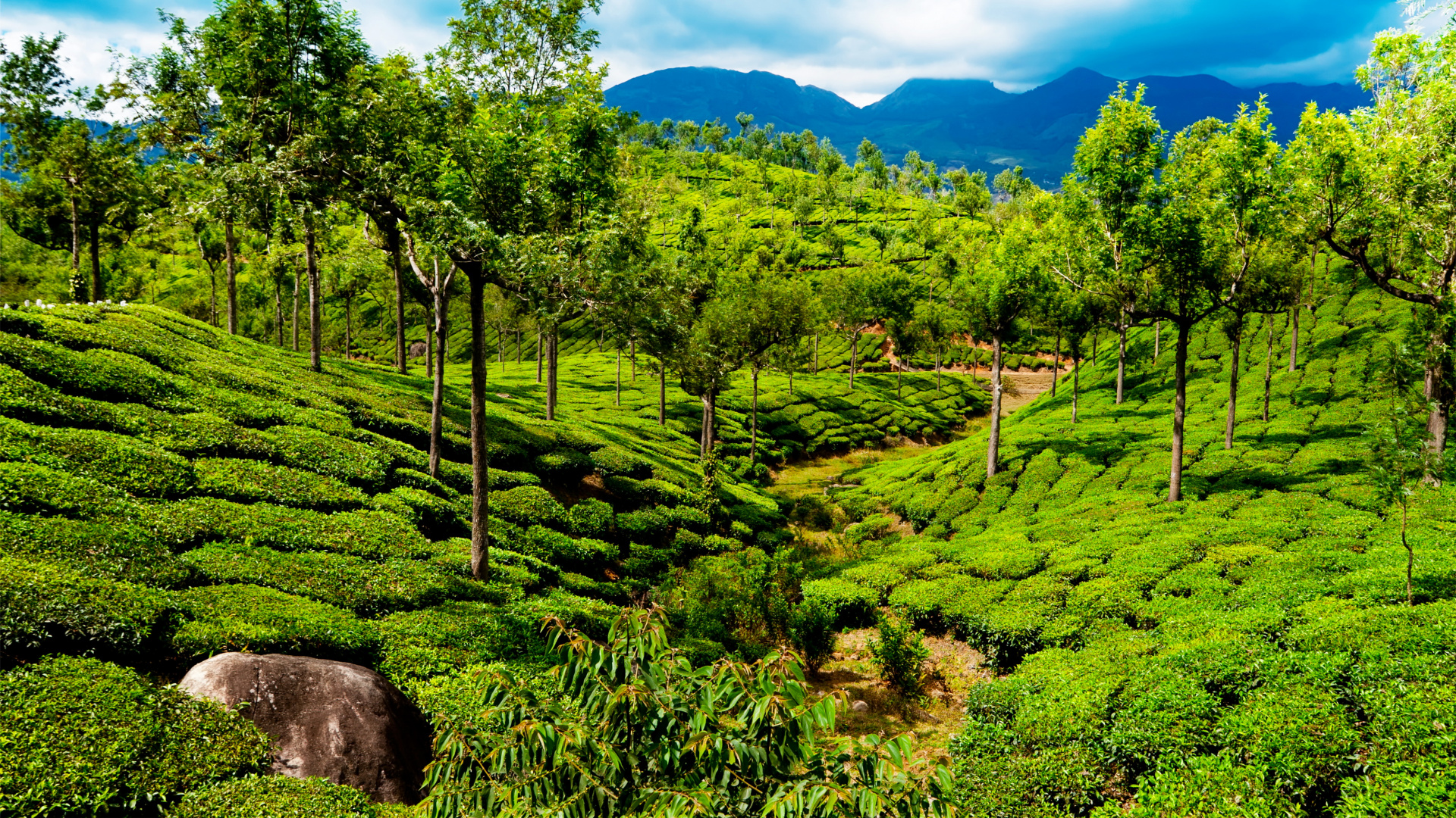 Обои теккади, муннар, достопримечательность, растительность, горная станция в разрешении 1920x1080
