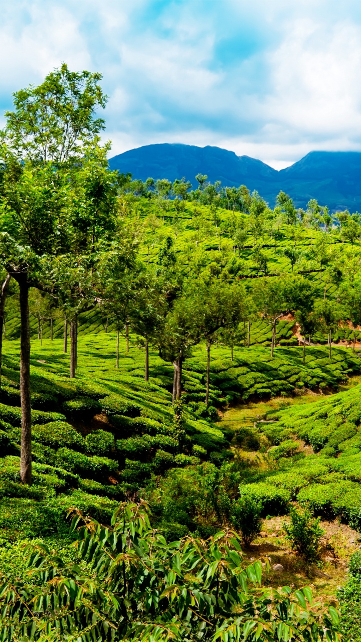 Обои теккади, муннар, достопримечательность, растительность, горная станция в разрешении 720x1280