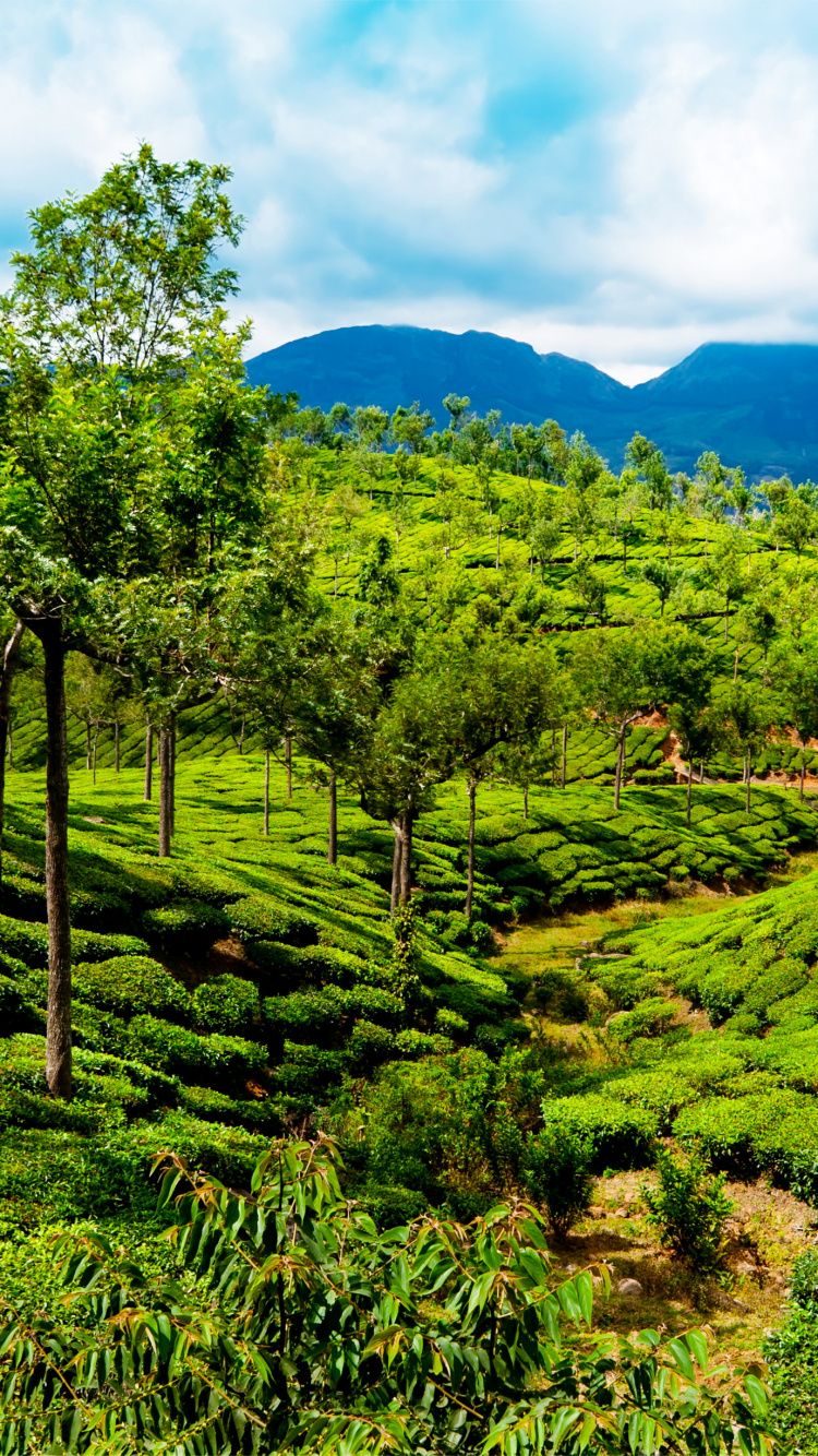 Обои теккади, муннар, достопримечательность, растительность, горная станция в разрешении 750x1334