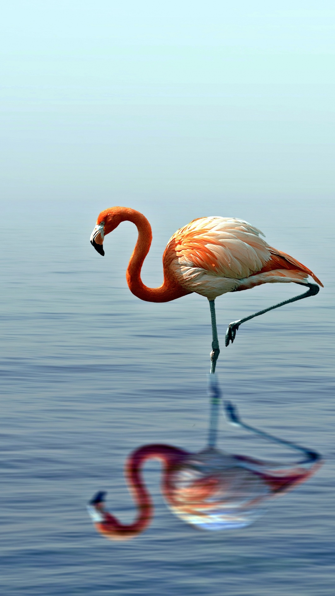 Обои фламинго, Большой фламинго, птица, водоплавающие птицы, вода в разрешении 1080x1920