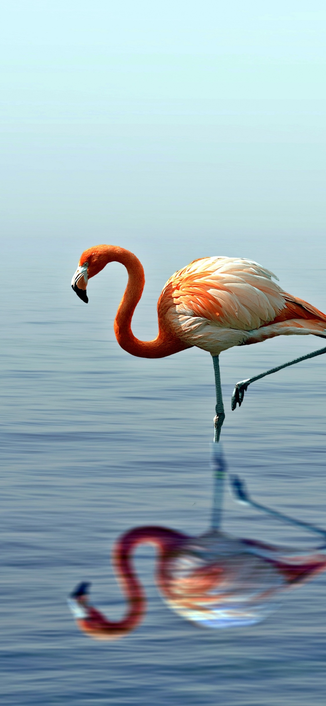 Обои фламинго, Большой фламинго, птица, водоплавающие птицы, вода в разрешении 1125x2436