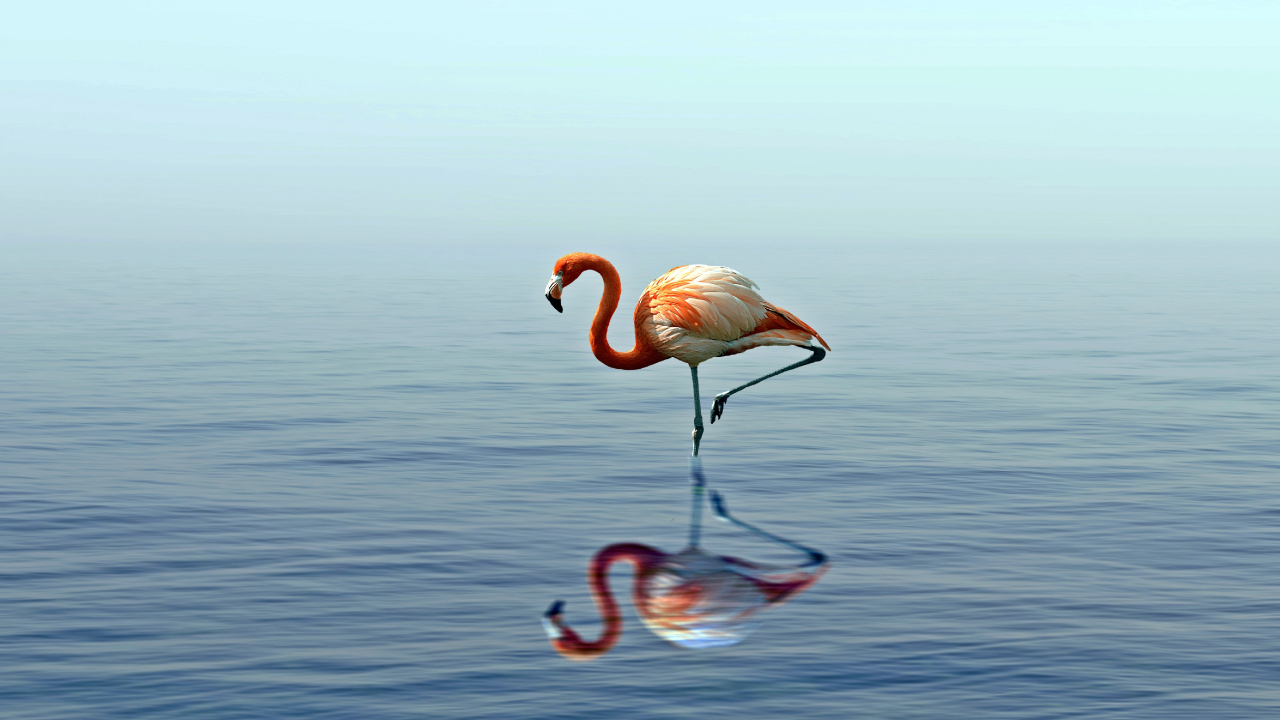 Обои фламинго, Большой фламинго, птица, водоплавающие птицы, вода в разрешении 1280x720