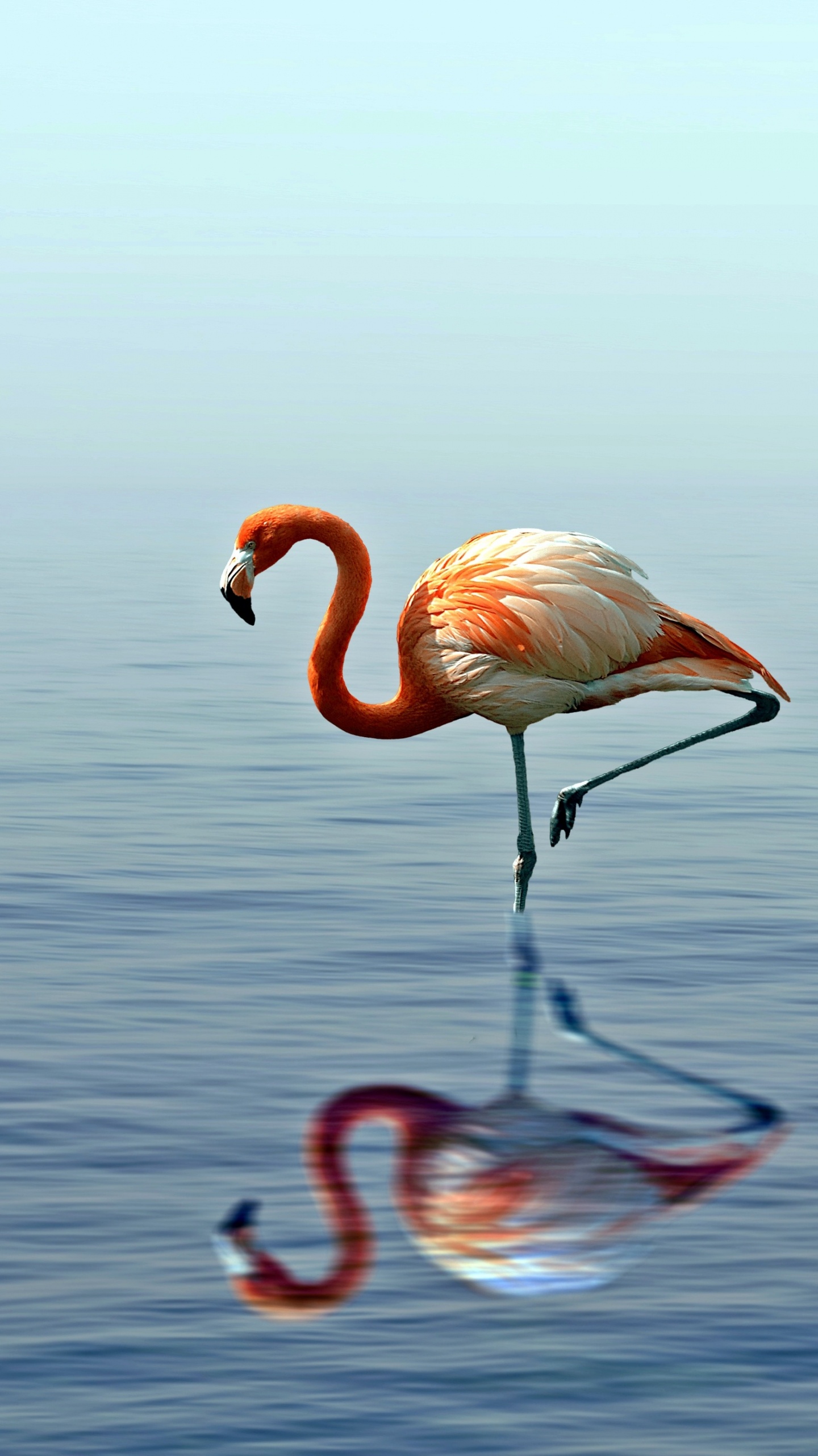 Обои фламинго, Большой фламинго, птица, водоплавающие птицы, вода в разрешении 1440x2560