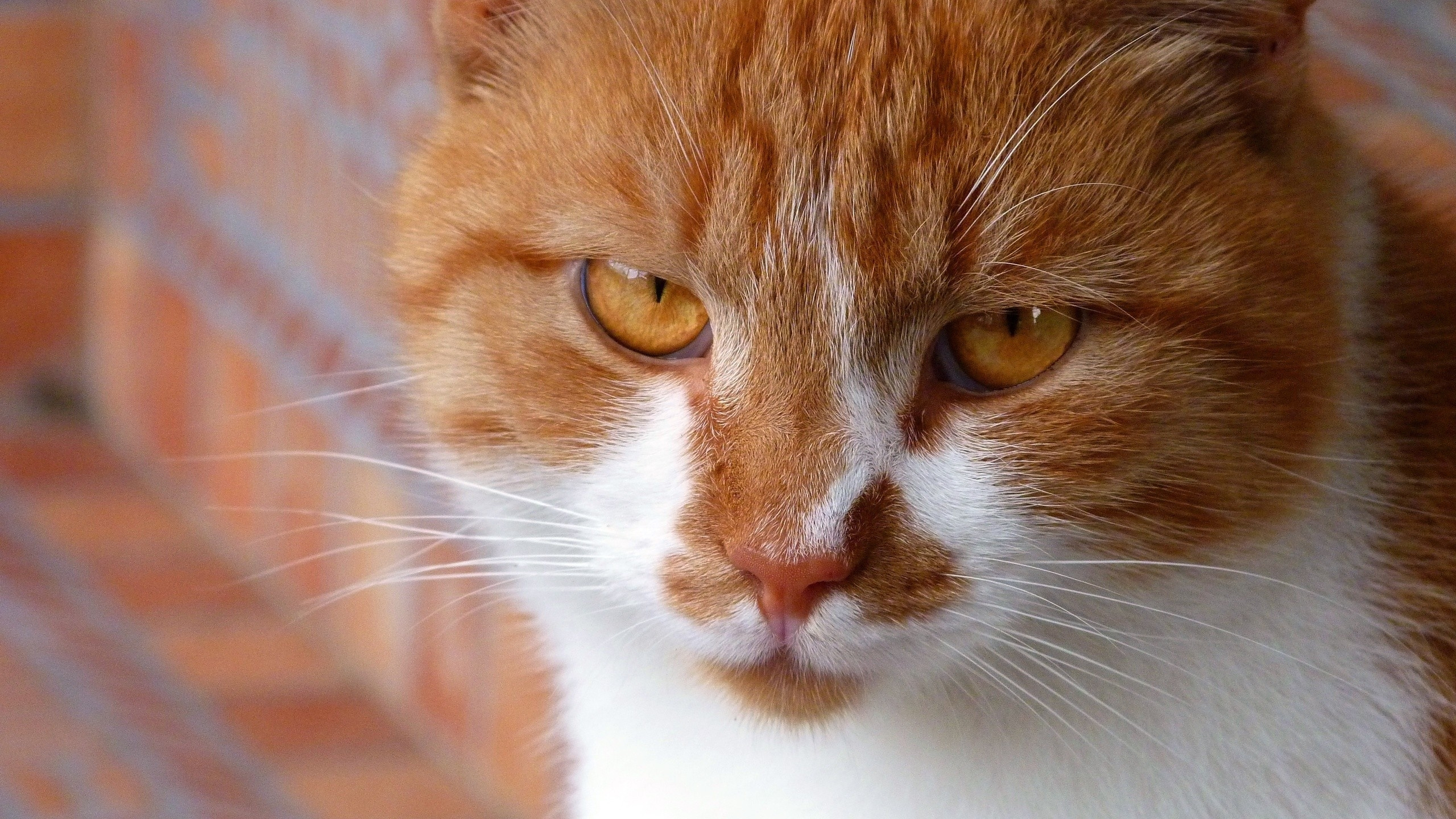 Обои котенок, кошачьих, эгейская кошка, морда, рыло в разрешении 2560x1440