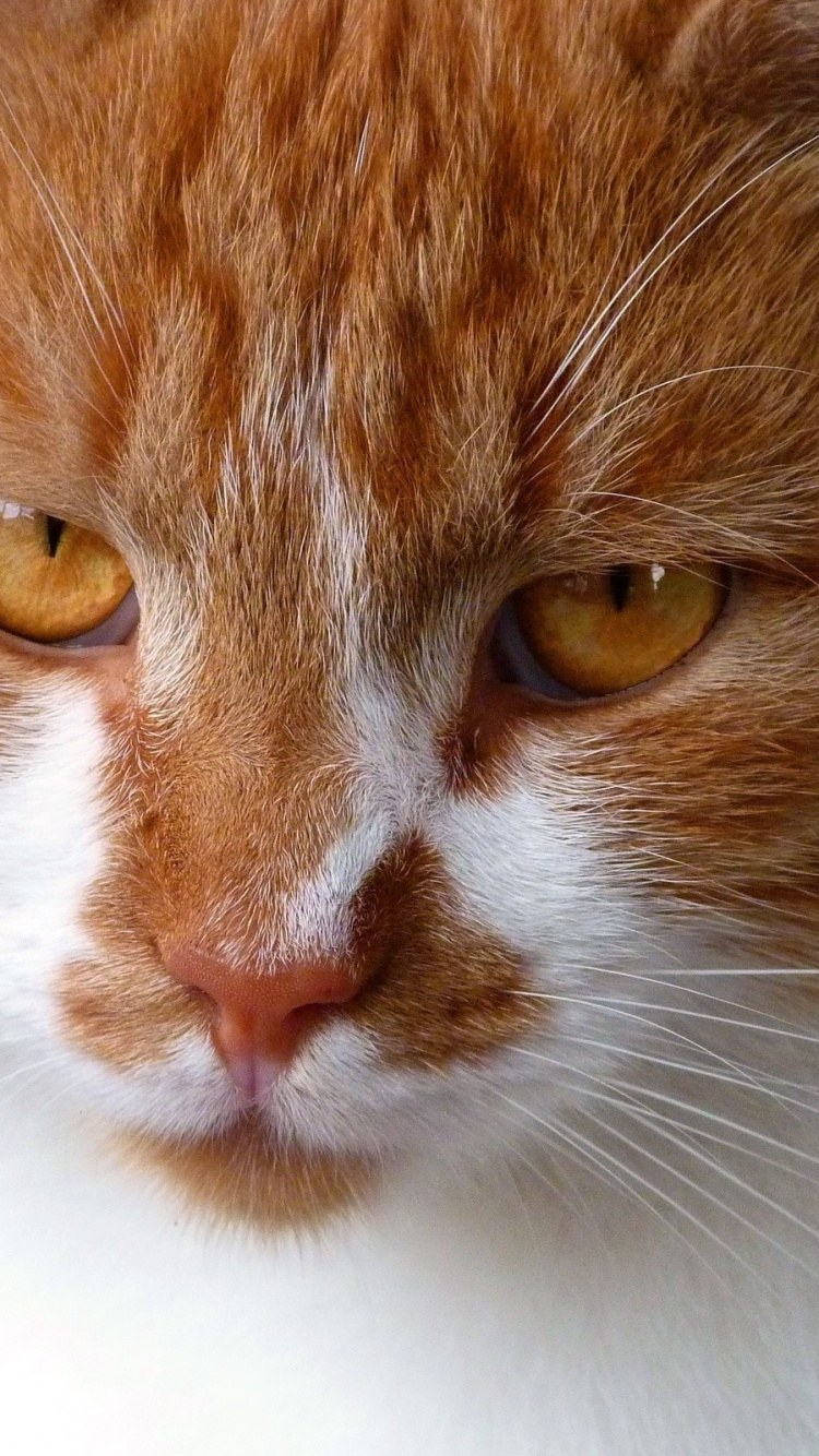 Обои котенок, кошачьих, эгейская кошка, морда, рыло в разрешении 750x1334