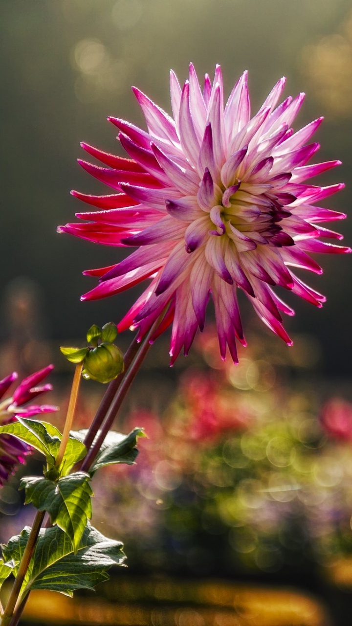 Обои цветок, боке, природа, розовый, растение в разрешении 720x1280