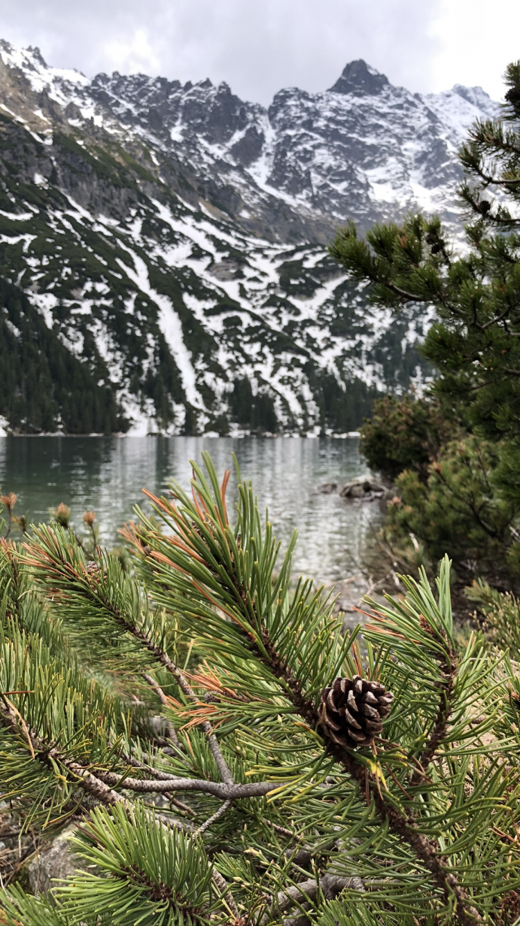 Обои природа, горный рельеф, горный хребет, гора, древесные растения в разрешении 750x1334