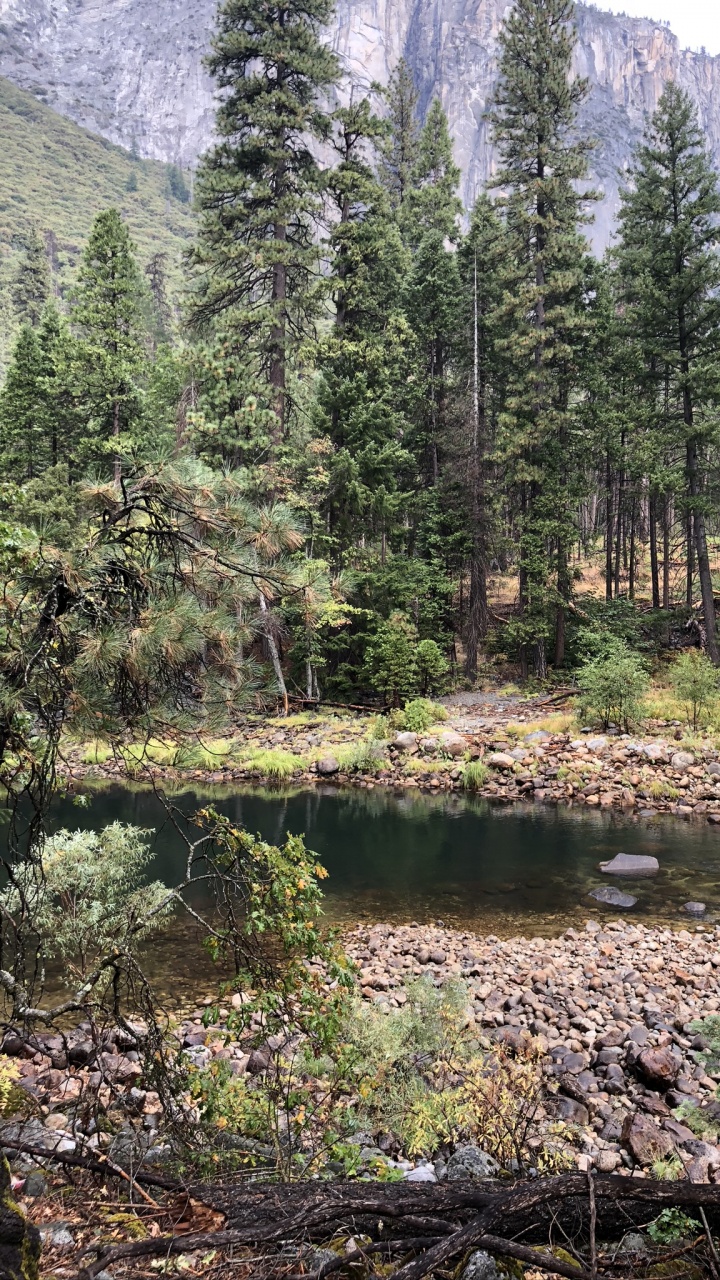 Обои дикая местность, растительность, биом, хвойными лесами, окружающая среда в разрешении 720x1280