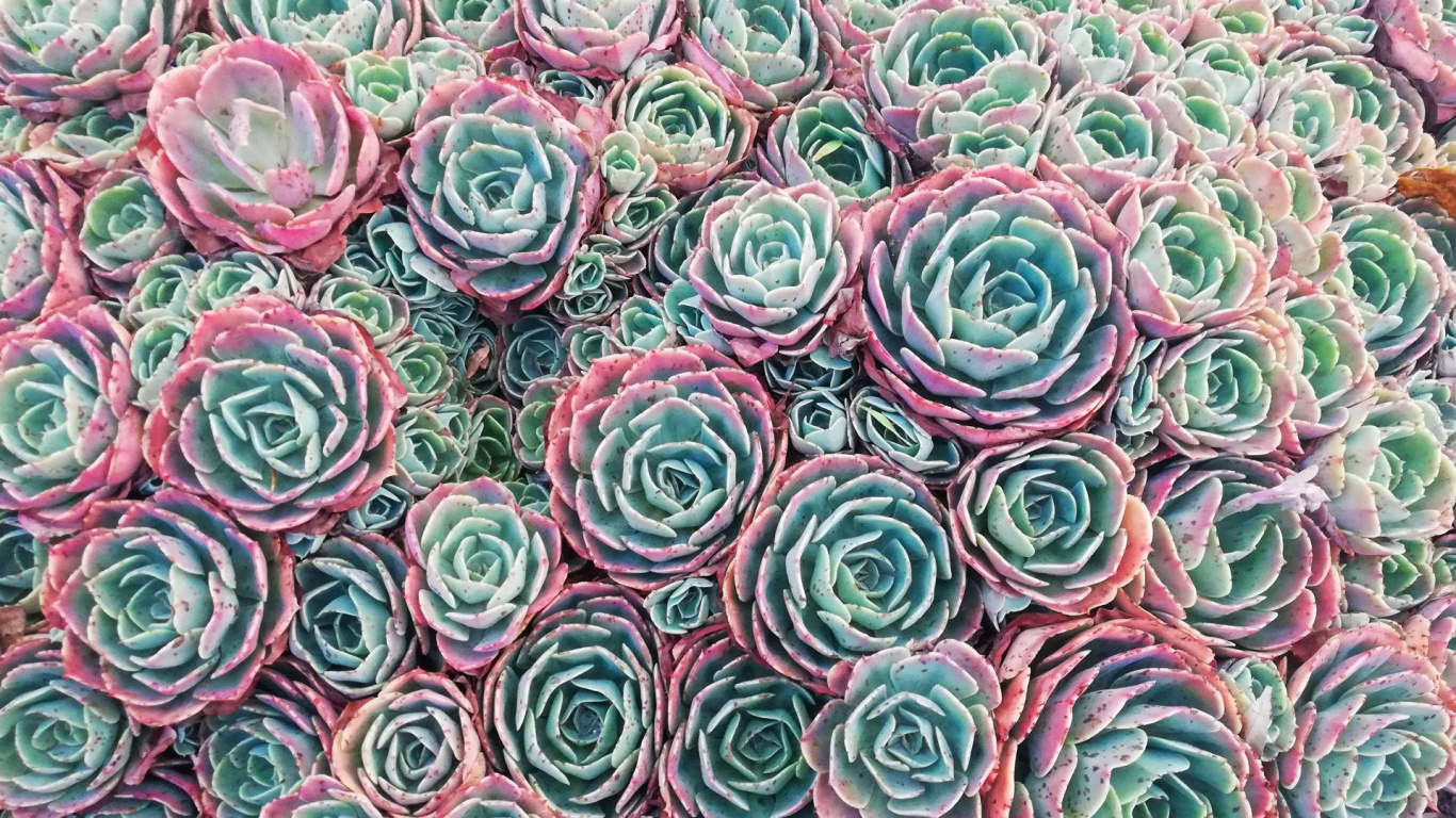 Обои сад роз, цветок, лепесток, зеленый, ткань в разрешении 1366x768