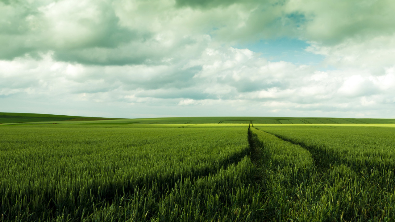 Обои сенокосное угодье, поле, равнина, прерия, пастбище в разрешении 1280x720