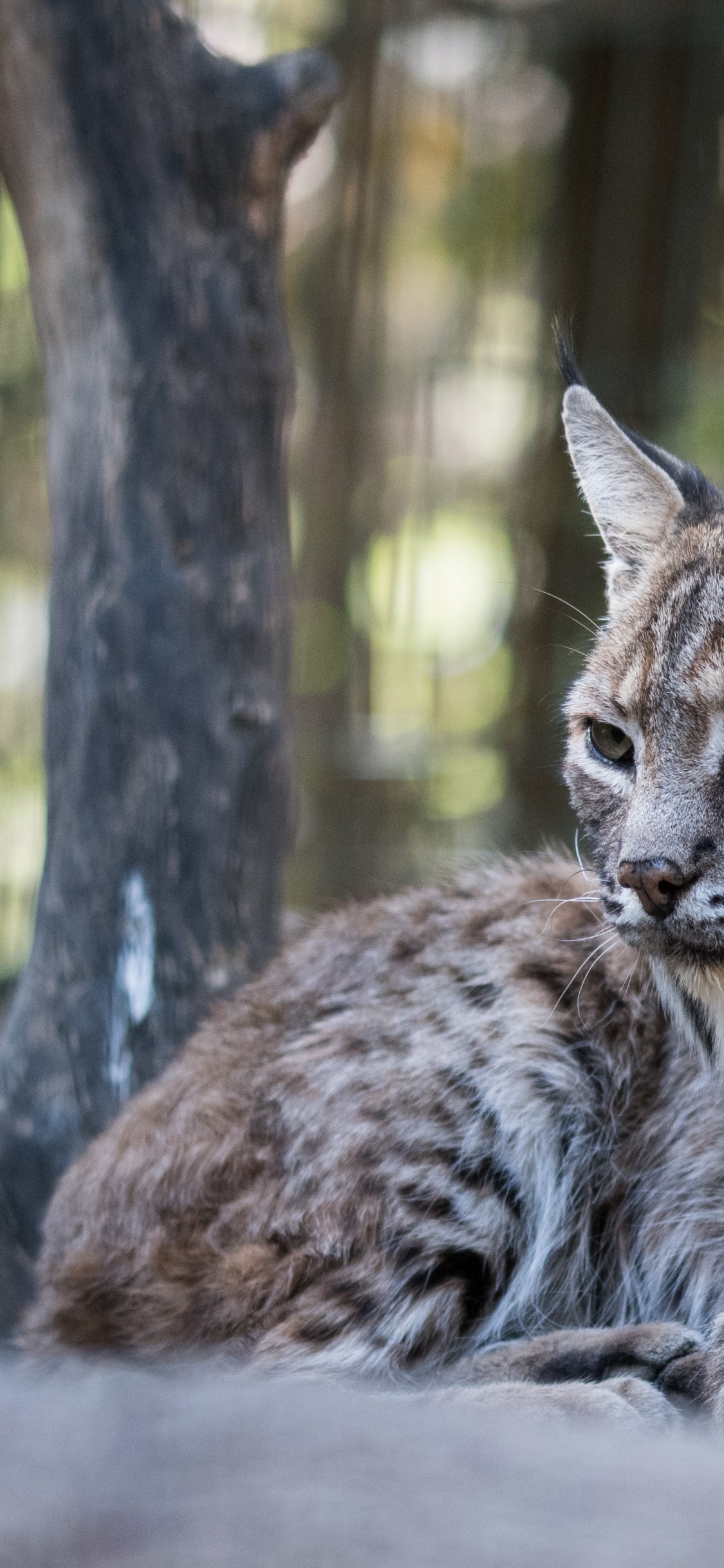 Обои Иберийская рысь, кошачьих, кошки малого и среднего размера, дерево, бакенбарды в разрешении 1125x2436