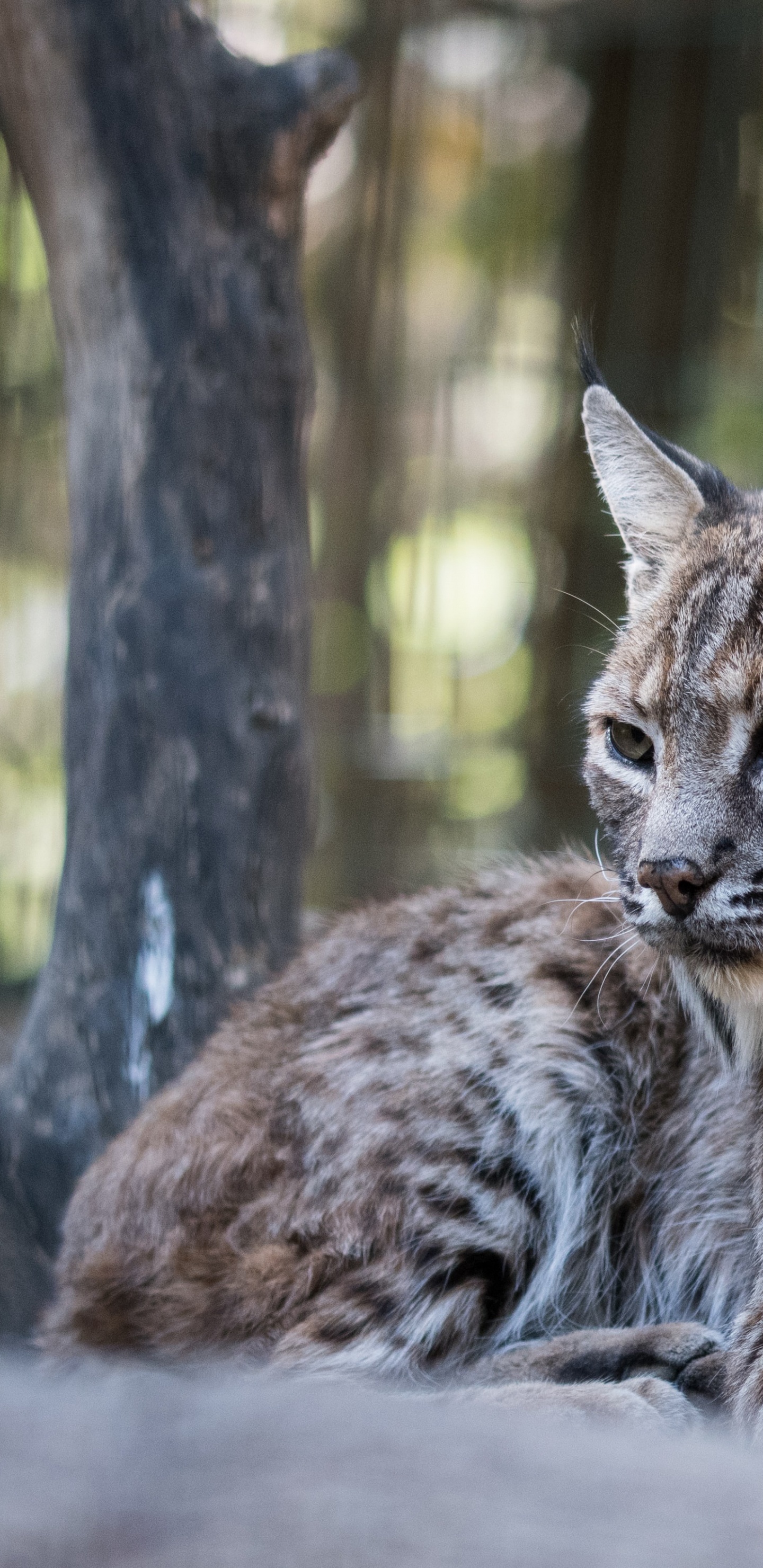 Обои Иберийская рысь, кошачьих, кошки малого и среднего размера, дерево, бакенбарды в разрешении 1440x2960