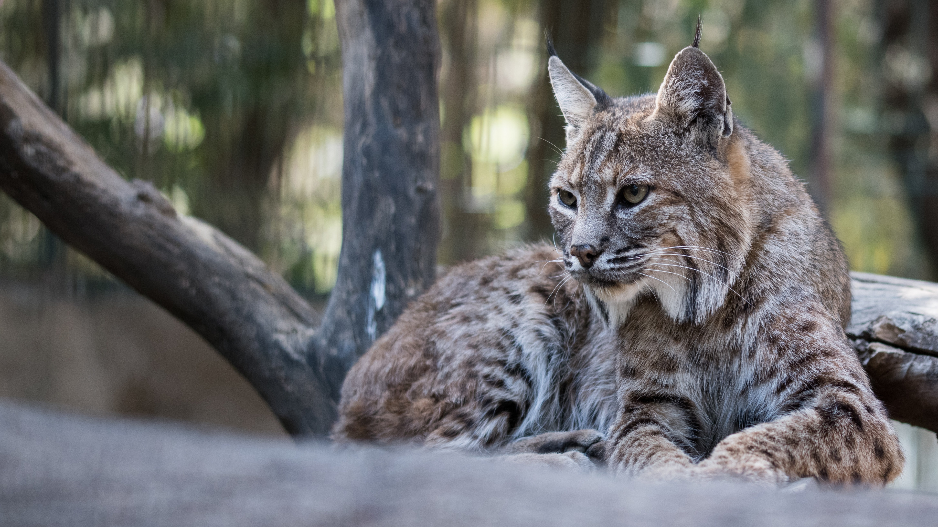 Обои Иберийская рысь, кошачьих, кошки малого и среднего размера, дерево, бакенбарды в разрешении 3840x2160