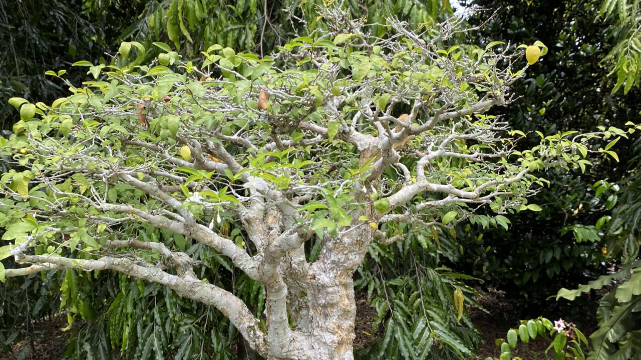 Обои дерево, бонсай, ботаники, сад, наземное растение в разрешении 1280x720